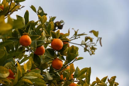 La industria de la naranja, que ha perdido más del 90% de su producción en dos décadas, enfrenta una nueva amenaza debido a la baja tolerancia de los cítricos a las heladas prolongadas