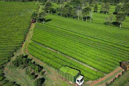 La industria decidió anticipar 45 días toda la zafra que termina normalmente en mayo
