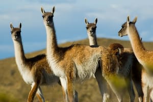 La industria gastronómica argentina es una de las que más demandan carne de guanaco