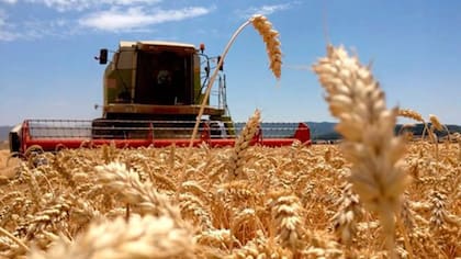 La industria molinera argentina tiene capacidad instalada para moler 13 millones de toneladas