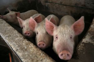 “Si no hay dólares, no dejen entrar productos”: el reclamo de la industria porcina y de chacinados al Gobierno