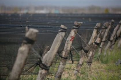 La industria vitivinícola está en constante crecimiento. Ya son 18 las provincias en las que predomina la producción de vino.