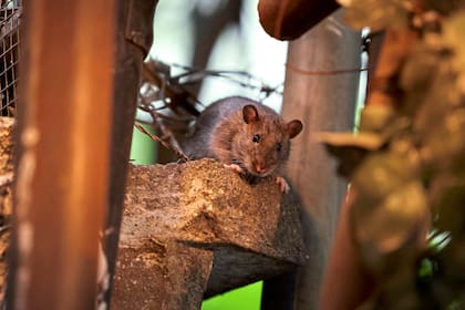 La infección por hantavirus se produce principalmente al inhalar partículas virales presentes en el polvo contaminado por la orina, heces o saliva de roedores infectados