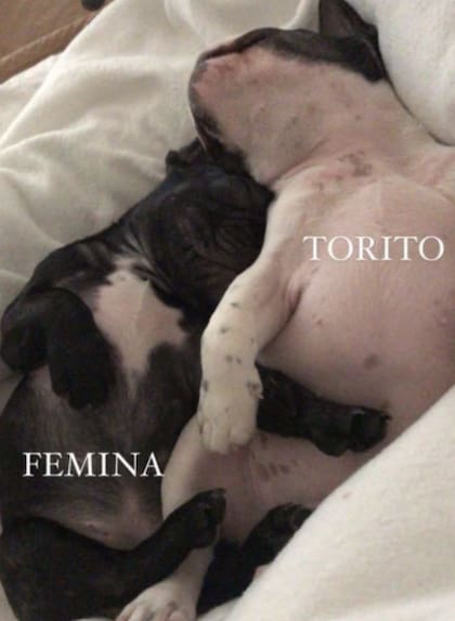 La influencer Marian Farjat había subido imágenes de sus dos bulldog francés a las redes.