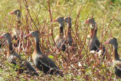 La influenza aviar fue detectada en aves silvestres
