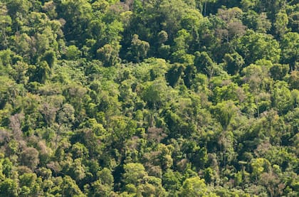La información generada cuantifica y pone en valor el aporte de los bosques en su rol de mitigación al cambio climático