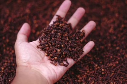 La infusión con clavo de olor también puede ayudar a aliviar la tos y los síntomas del resfriado (Foto Unsplash)