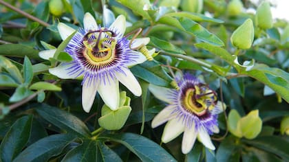 La infusión de esta planta funciona como un relajante natural que ayuda a reducir la ansiedad