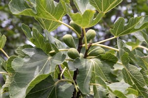 Estas son las propiedades curativas del té de hojas de higo