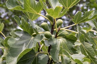 El té que si lo tomás a la mañana tiene propiedades curativas