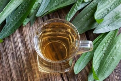 La infusión del llantén puede servir como antioxidante natural