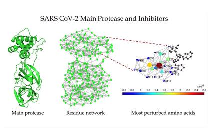 La inhibición de la proteasa principal del SARS-CoV-2 podría ayudar a derrotarlo