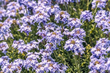 La iniciativa busca articular producción, conservación y acción climática a escala regional.