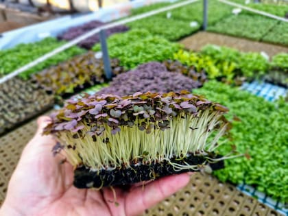 La iniciativa de hidroponía está en plena zona donde reina otro cultivo: el maní