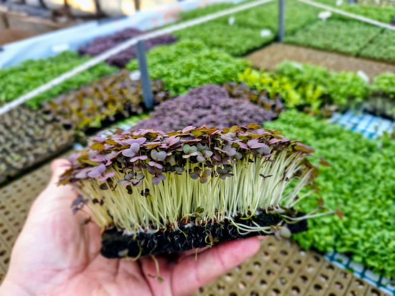 plantas