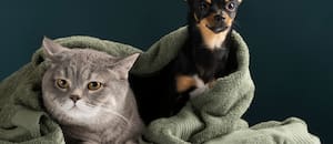 Propuesta de ley en Nueva York puede beneficiar a quienes tengan gatos o perros