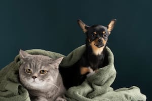 Propuesta de ley en Nueva York puede beneficiar a quienes tengan gatos o perros