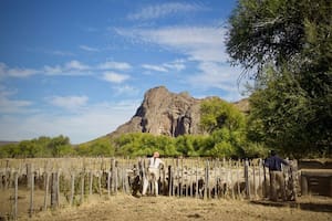 Un plan busca regenerar diez millones de hectáreas de pastizales patagónicos hacia 2030