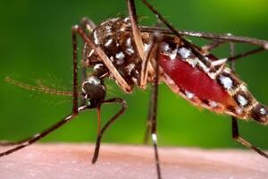 Seis cosas que convierten a los mosquitos en la especie más mortífera del planeta