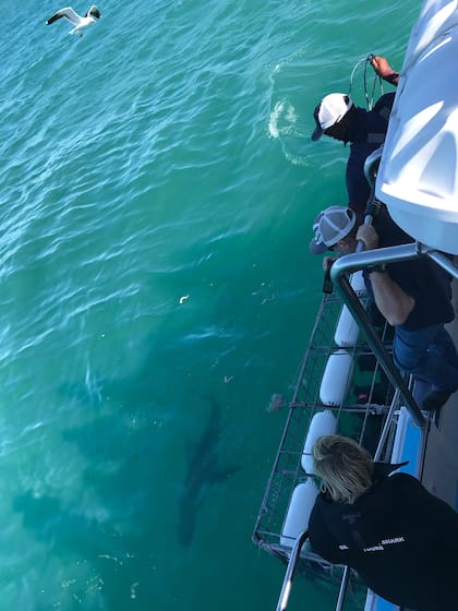 La inmersión en las jaulas dura una hora y se hace con trajes de neoprene, por la temperatura fría del agua