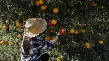 La innovación llegó cuando los productores de Florida estaban lidiando con una sobreproducción masiva y cíclica de naranjas.