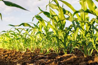 Biotecnología: China es un cuello de botella