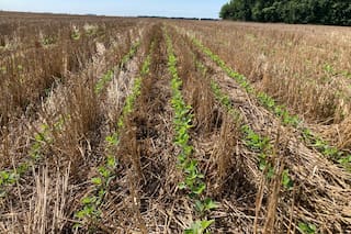 Los suelos de la Argentina pierden 612.000 toneladas de nitrógeno por año