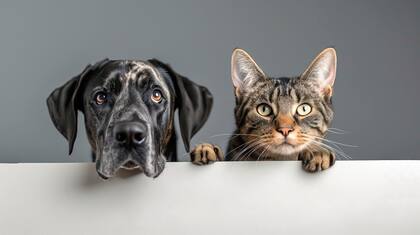 La inteligencia artificial mostró cómo sería una fusión entre un perro y un gato