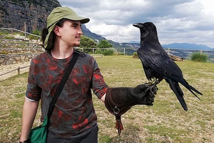 La inteligencia de los cuervos les permitió distinguir a qué tipo de personas deben acercarse y a cuáles no