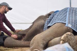 La muerte de la elefanta Pelusa aceleró la reconversión del zoo platense
