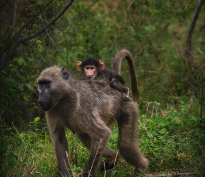 La interacción de fauna y flora en Kruger crea un espectáculo natural inigualable