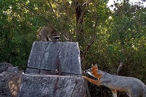 La interacción entre estos dos animales del bosque sorprendió a los expertos (Captura: The Dodo)