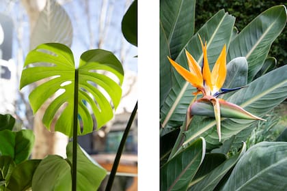 La intoxicación con Monstera y Strelitzia reginae puede provocar cuadros digestivos de distinta gravedad en los gatos
