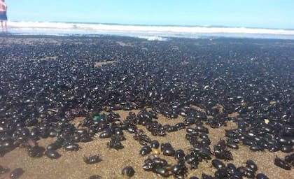 La invasión de escarabajos pareció digna de una película de terror