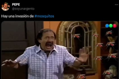 Las reacciones en las redes ante la invasión de mosquitos - LA NACION