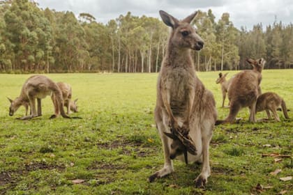 La inversión de los polos magnéticos también provocó la extinción de los canguros gigantes