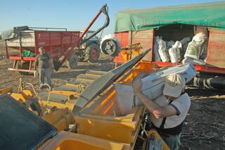 En fertilización, la batalla es por el rinde