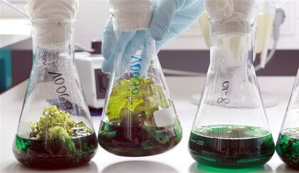 La investigación apunta a lograr más alimentos funcionales para los consumidores