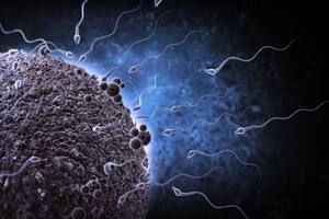 La calidad del esperma de los humanos bajó a la mitad en los últimos 50 años