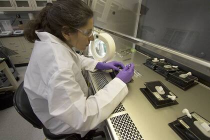 La investigadora Gioia Massa, líder del proyecto Veggie de la NASA, prepara las semillas que se llevarán para su germinación en la Estación Espacial Internacional