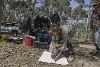 La investigadora Katie Gates realiza un chequeo médico a un koala salvaje como parte de un estudio sobre las poblaciones de koalas salvajes