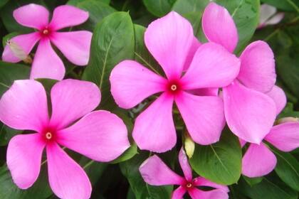 La Isabelita funciona como un aliado natural contra la diabetes