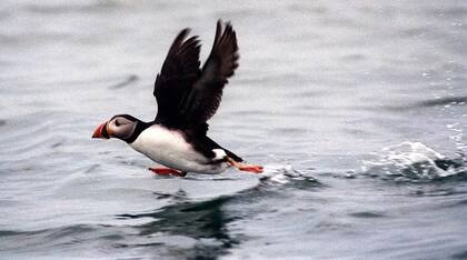 La isla es uno de los mejores lugares de la costa este de Norteamérica para observar aves.
