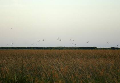 La isla se formó en la confluencia de los canales San Antonio y Luján por los sedimentos depositados por el Río de la Plata (Municipio de San Isidro)