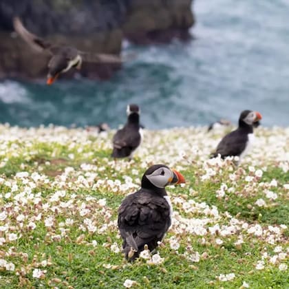La isla Skomer, famosa por sus poblaciones de aves marinas, atrae a unos 25.000 visitantes cada año