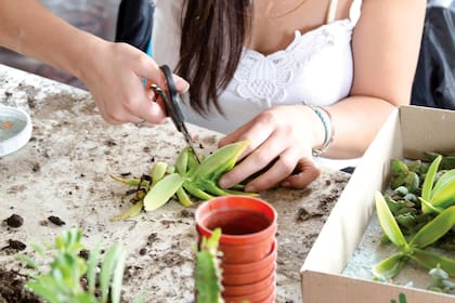 La jardinería es terapéutica para las personas de Tauro y las conecta con su elemento, la tierra 