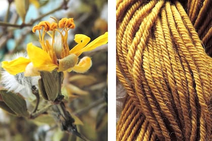 La jarrilla se destaca por una hoja rígida, resinosa y dividida en dos segmentos iguales y abiertos que parecen dos alas. Las flores son amarillas y medianas.