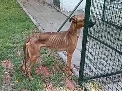 "La jaula lo estaba matando".