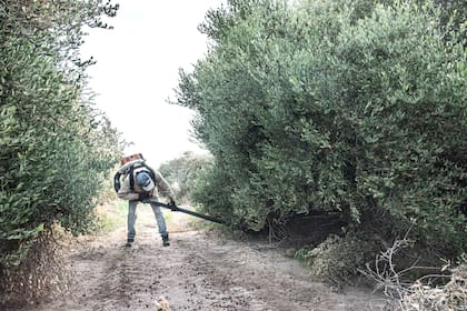 La jojoba se adapta bien a climas áridos y secos, con veranos calurosos. Es conocida por su resistencia a las heladas. El cultivo de jojoba a menudo implica técnicas de riego por goteo y, en algunos casos, se ha observado que la planta es más resistente a las heladas cuando se reduce el riego durante el invierno.