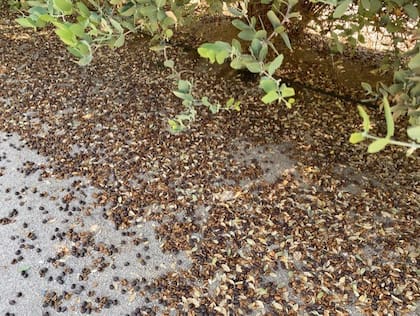 La jojoba se exporta como cera o directamente semillas.